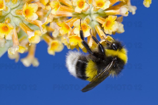 Garden Bumblebee