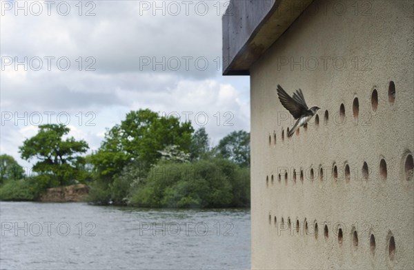 Sand Martin