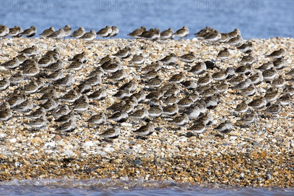 Dunlin flock in summer plumage on pebble spit on Scolt Head Island