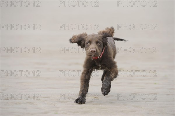 English Cocker Spaniel