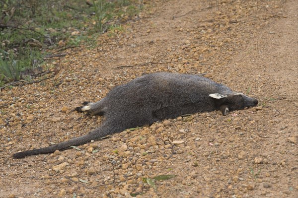 Western Brush Wallaby