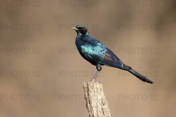 Burchell's Glossy-starling