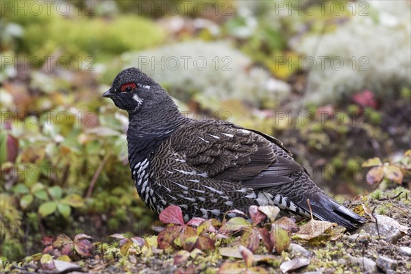 Spruce grouse