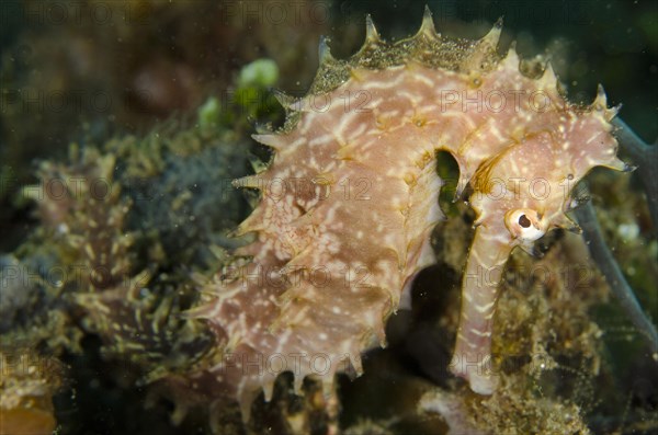 Thorny seahorse