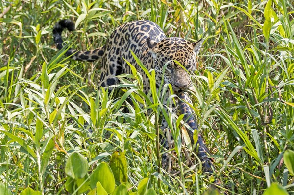 South american jaguar