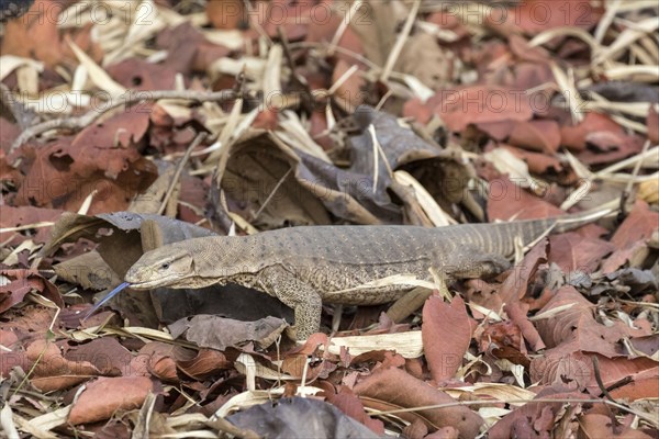 Bengal bengal monitor