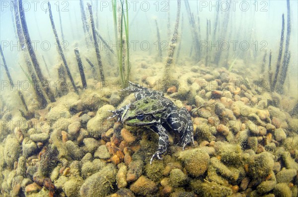 Marsh Frog