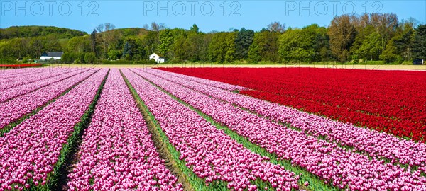 Flowering tulip fields