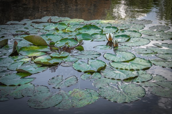 Goldfish Pond