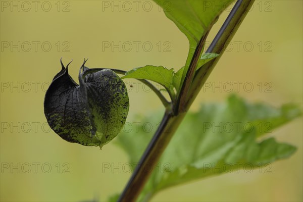 Lampion of a bladder cherry