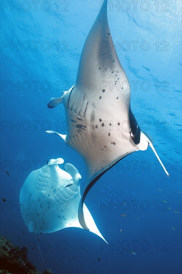 Manta ray