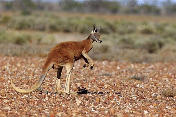 Red kangaroo