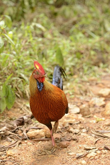 Gallus lafayettii