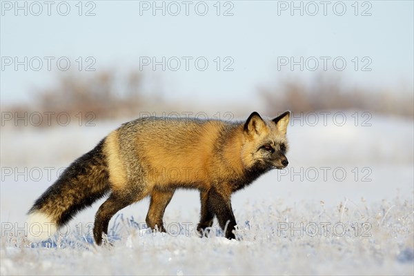 American red fox