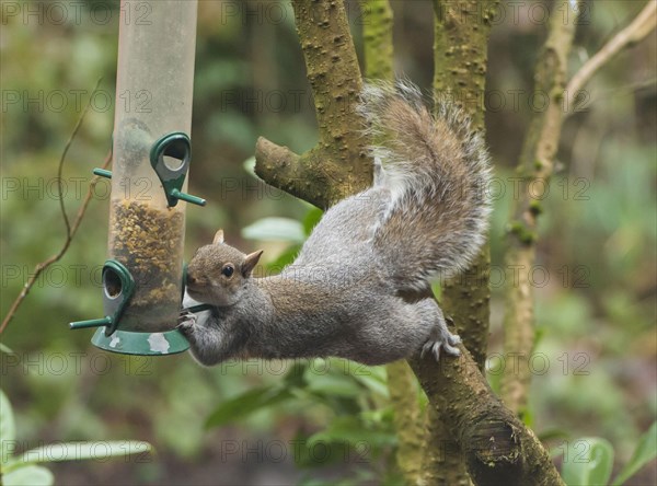 Eastern Grey Squirrel