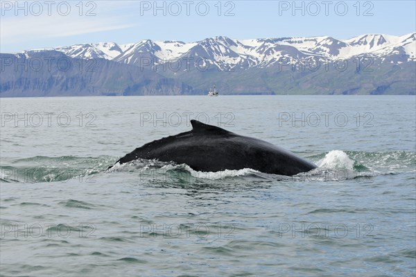 Humpback whale