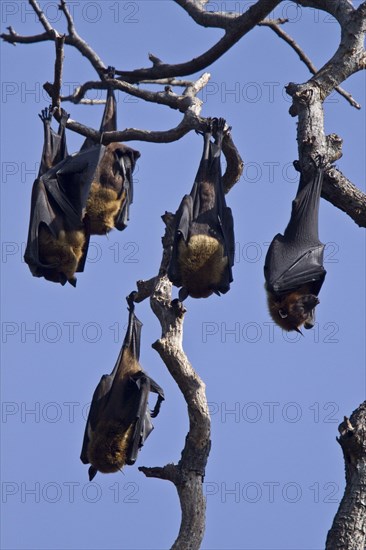 Indian Giant Flying Fox