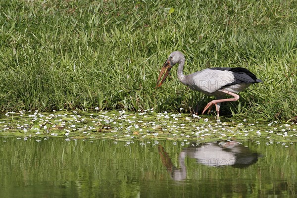 Asian openbills