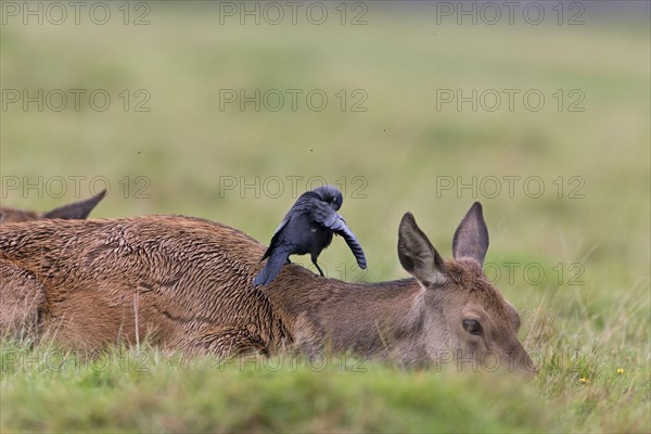 Red deer