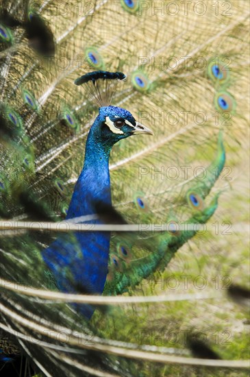 Indian indian peafowl