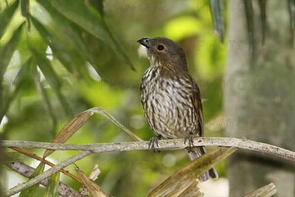 Tooth-billed Bowerbird