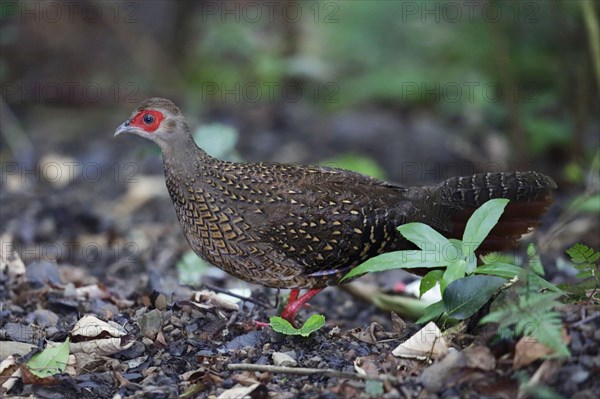 Swinhoe's swinhoe's pheasant