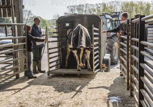 Cattle market