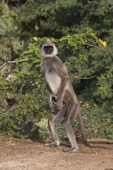 Common or Hanuman's Langur