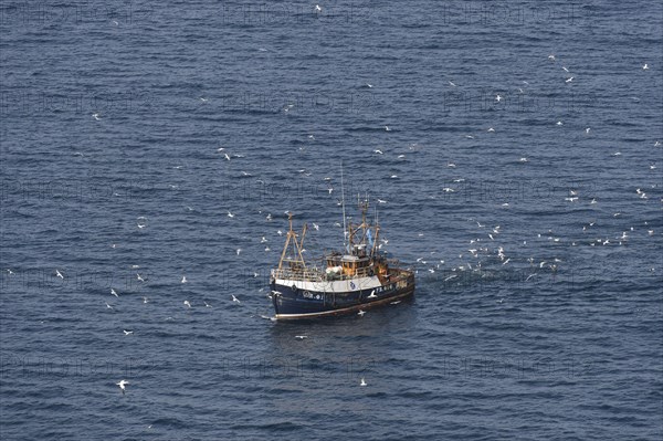 Northern Gannet