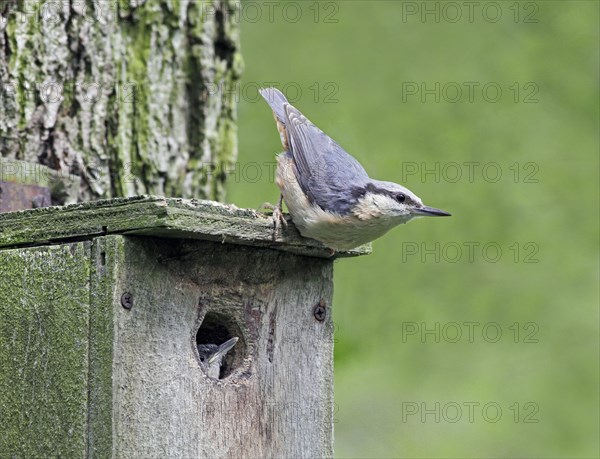 Eurasian eurasian nuthatch