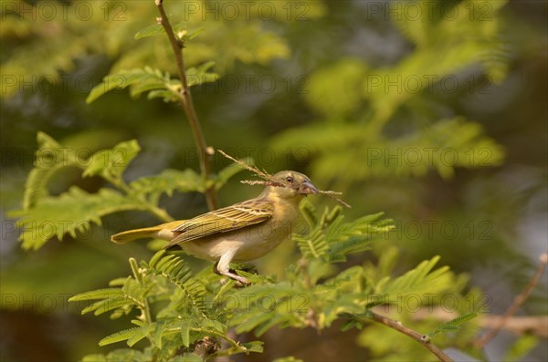 Southern masked weaver