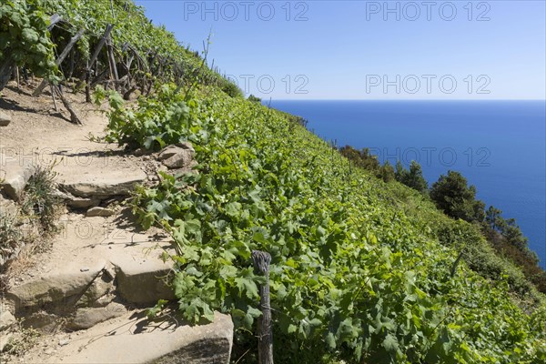 Vineyards growing on steep slope at coast