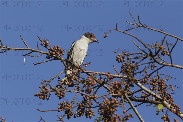 Masked Tityra