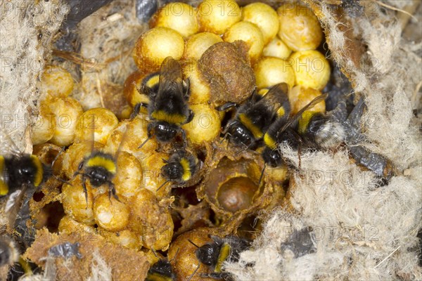 Buff-tailed Bumblebee