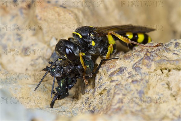 Field Digger Wasp