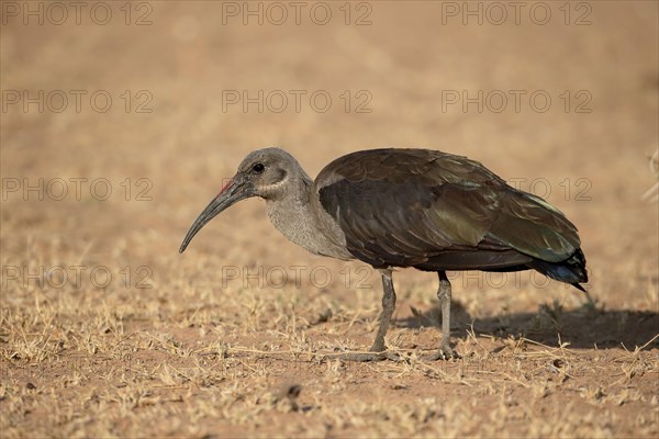 Hadada Ibis