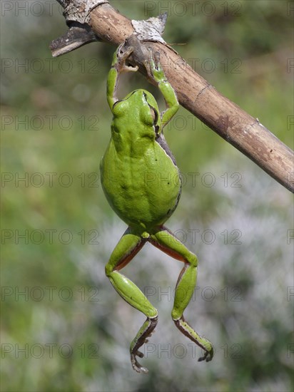 European Tree Frog