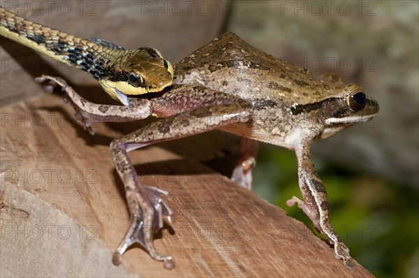 Painted painted bronzeback