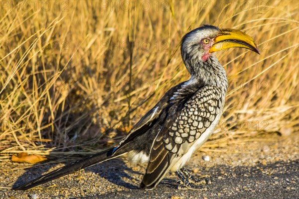 Southern yellow-billed hornbill