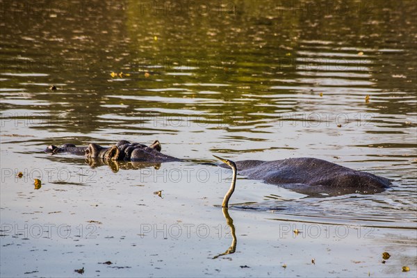 Hippo with cormorant