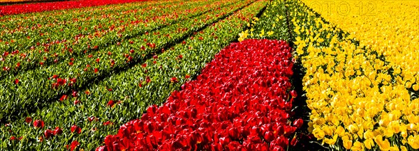 Flowering tulip fields