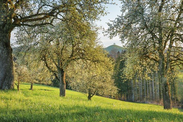 Bluehende Birnbaeume im Fruehling in bluehender Wiese auf dem Hirzel im Kanton Zuerich