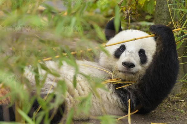 Giant Panda