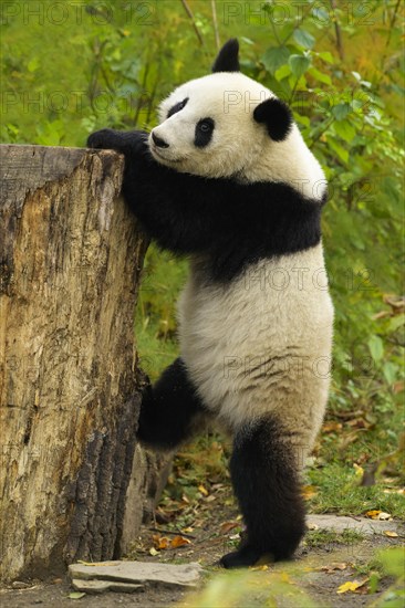 Giant Panda