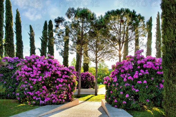 Rhododendron in a park