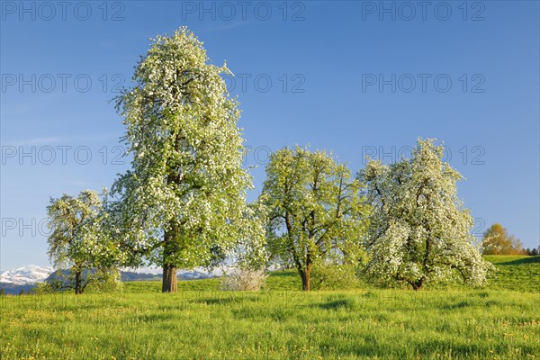 Blossoming pear trees in spring in flowering meadow