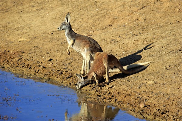 Red kangaroo