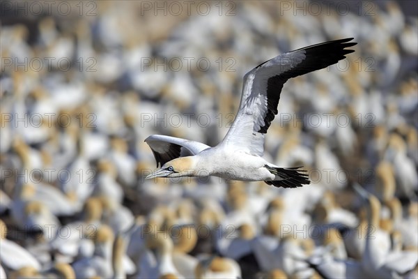 Cape Gannet