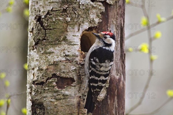 Lesser spotted woodpecker