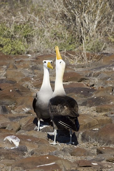 Waved Albatross